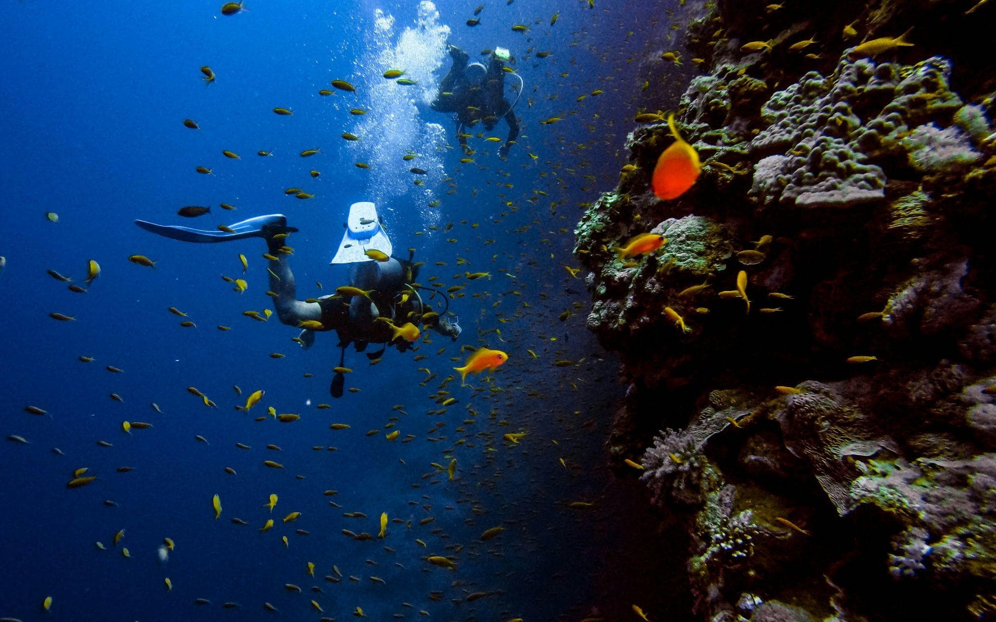Scuba divers exploring a coral reef with yellow fish